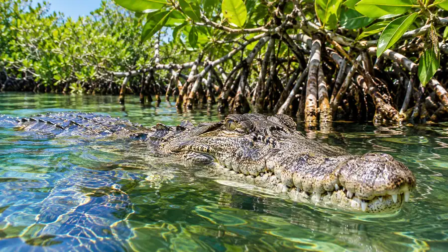 Cancun Jungle Tour Wildlife: Crocodiles and Mangroves